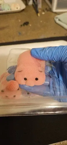 Squishy Pig With Yarn Ball Handmade Non-Sticky